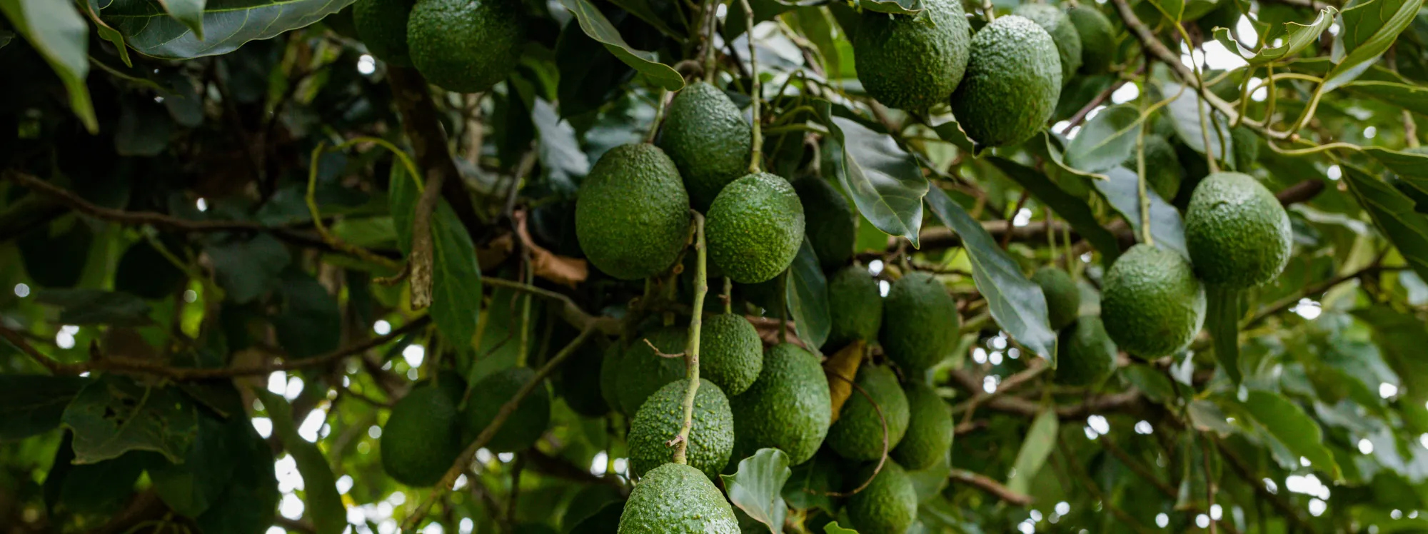 Natural Avocado Seeds and oil